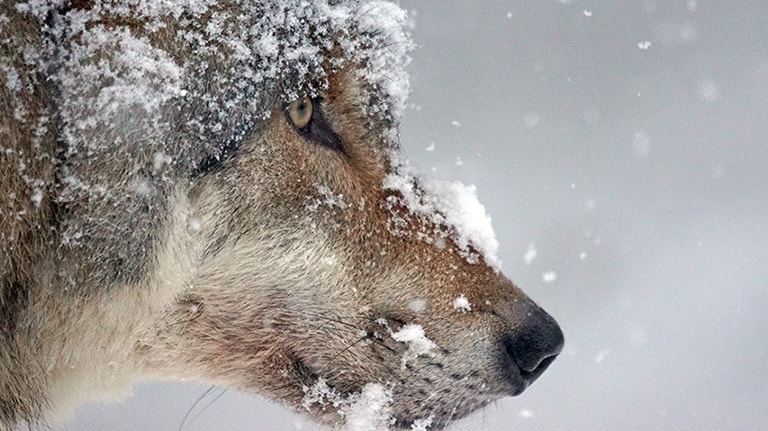 See a Wolves Documentary at Colter Bay – Grand Teton National Park