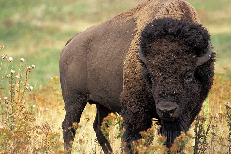 Bison