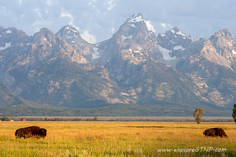 Two Bison by Moulton Barns with Grand Teton in the background