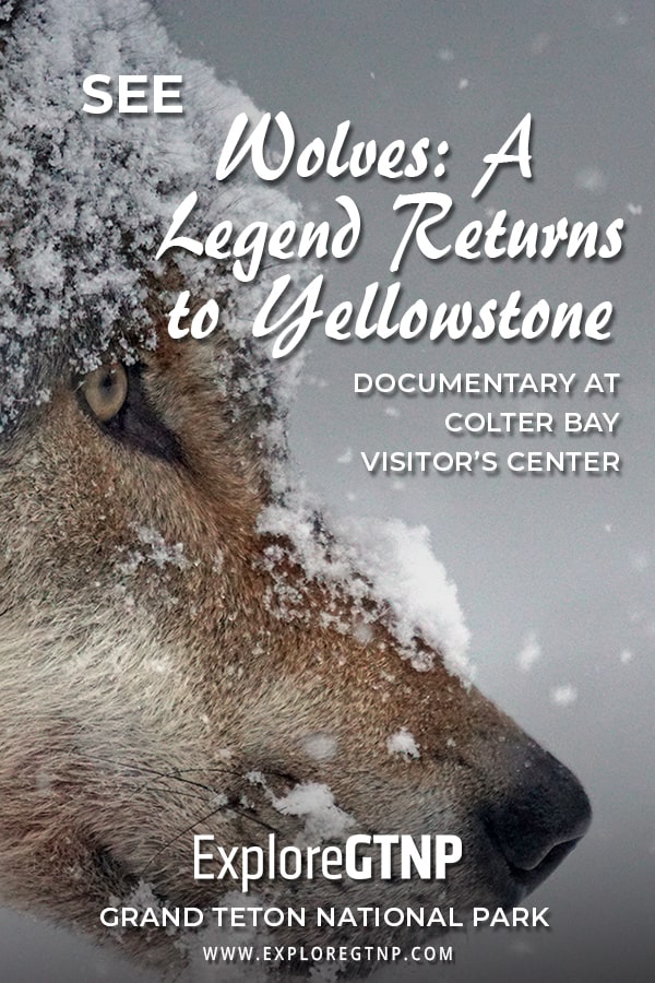 A Must See Documentary at Colter Bay - Wolves: A Legend Returns to Yellowstone