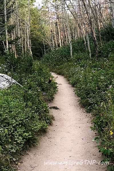 Trail through Aspen Trees