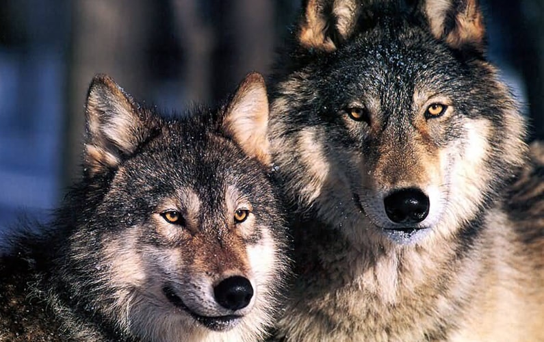 Wolves - Can be seen in a documentary at Colter Bay in Grand Teton National Park