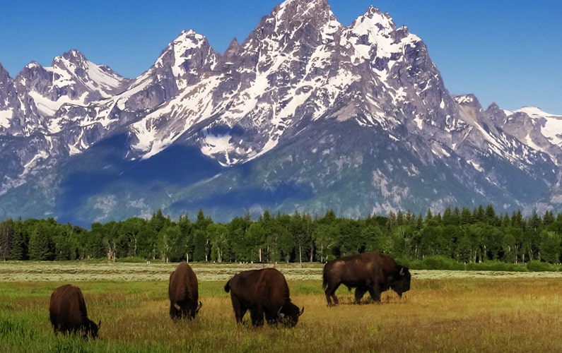 Bison at Elk Ranch Flats with Tetons in Background