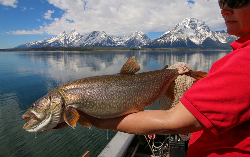 Grand Teton National Park Jackson Lake Fishing