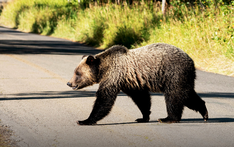 Grand Teton National Park Moose Wilson Road Bear