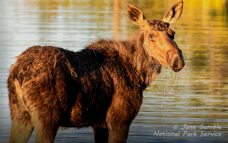 Grand Teton National Park Moose Wilson Road - Moose in Water