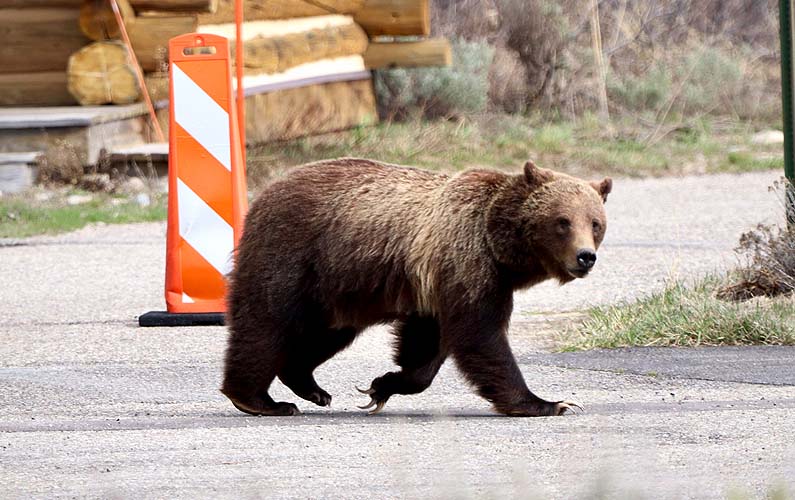 grand-teton-national-park-grizzly-bear