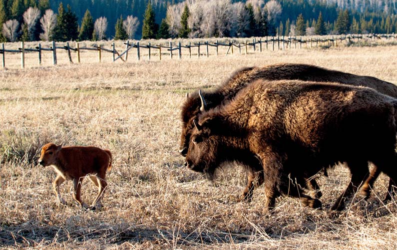 grand-teton-national-park-bison-family