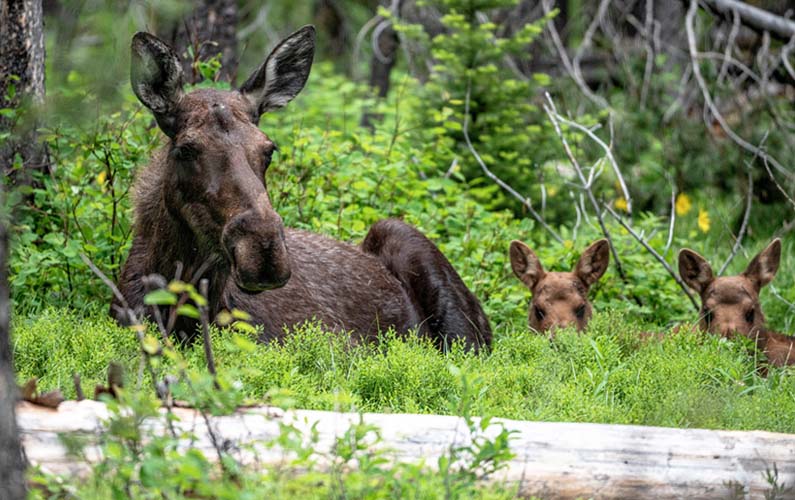 grand-teton-national-park-moose-with-two-calves-laying-in-grass