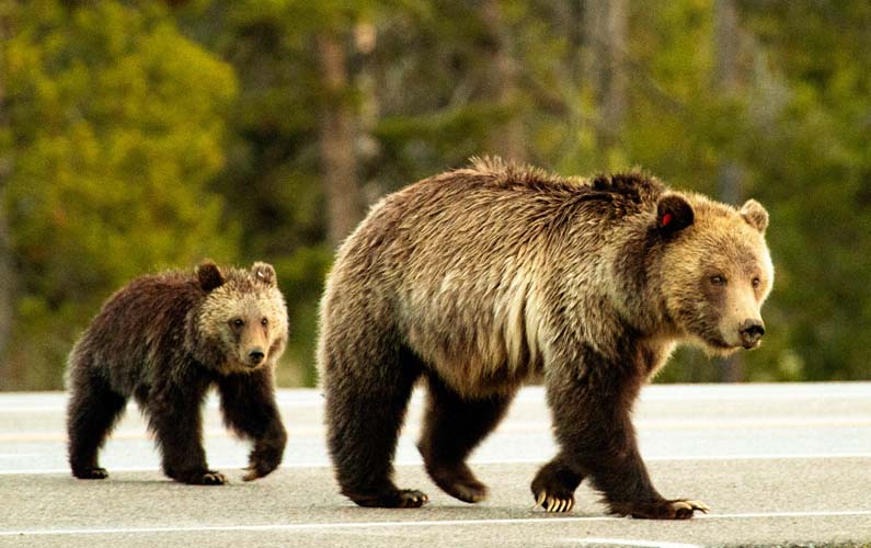 grand-teton-national-park-bear-cub