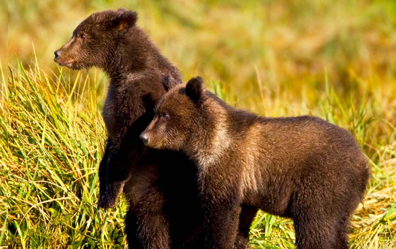 grand-teton-national-park-bear-cubs-2