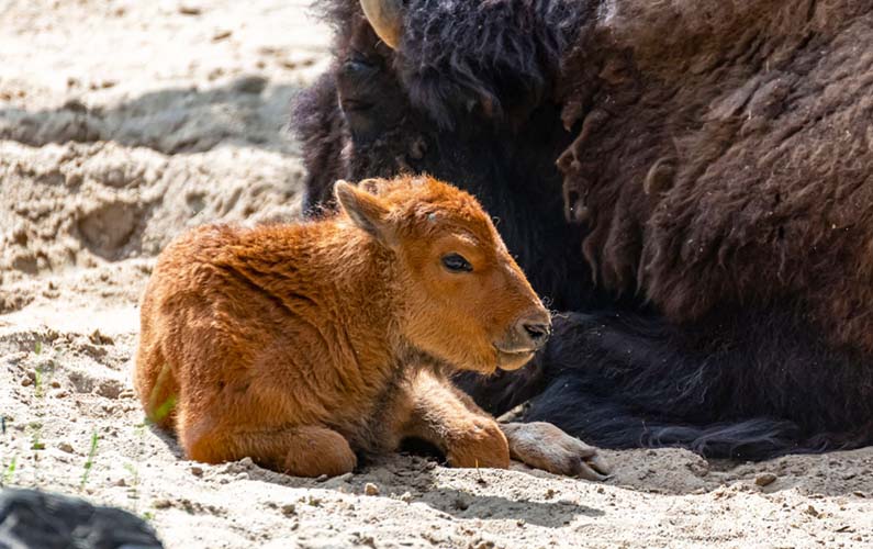 grand-teton-national-park-bison-calf-closeup
