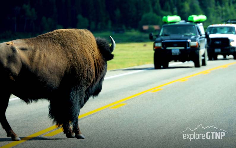 grand-teton-national-park-elk-ranch-flats-bison-vs-cars