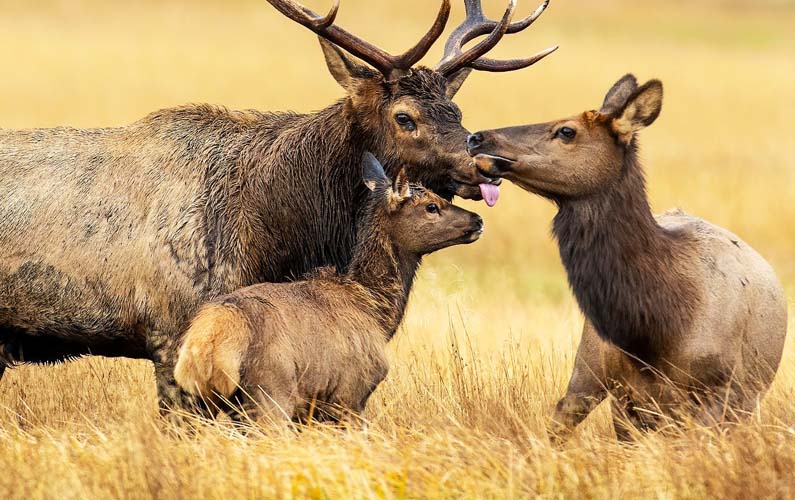 grand-teton-national-park-elk-family-bull-cow-and-calf