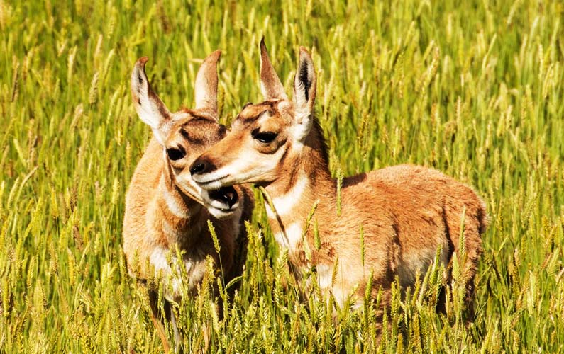 grand-teton-national-park-two-baby-pronghorns-playing-in-tall-grass