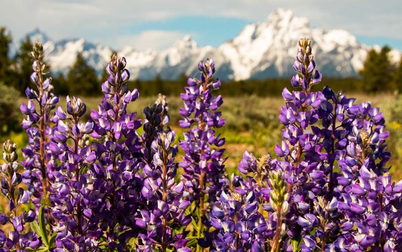 grand-teton-national-park-purple-lupin