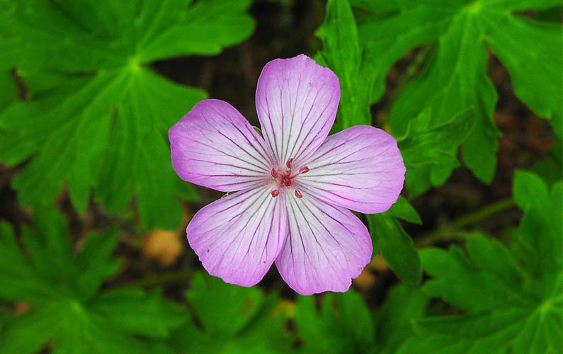 grand-teton-national-park-sticky-geranium