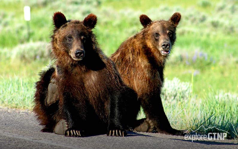 grand-teton-national-park-two-bears-sitting-by-the-road
