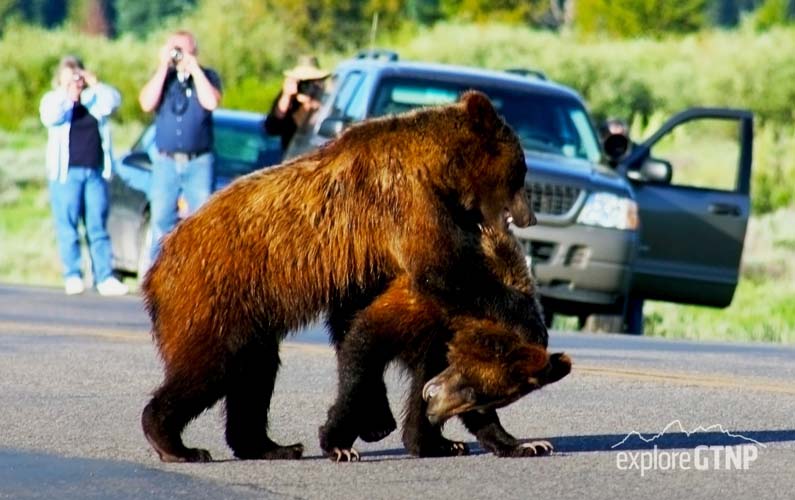 grand-teton-national-park-two-bears-playing-on-road-while-people-photograph-them