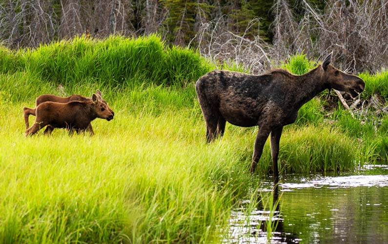 grand-teton-national-park-momma-moose-with-her-two-babies-at-a-pond