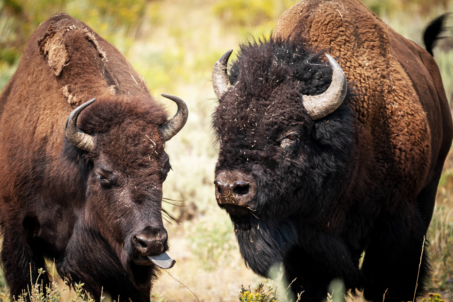 two-bison-in-grand-teton-national-park-photo-credit-adams-nps.gov