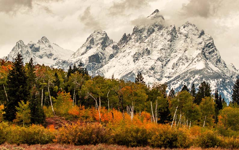 grand-teton-national-park-fall-colors-with-snowy-teton-range-in-background