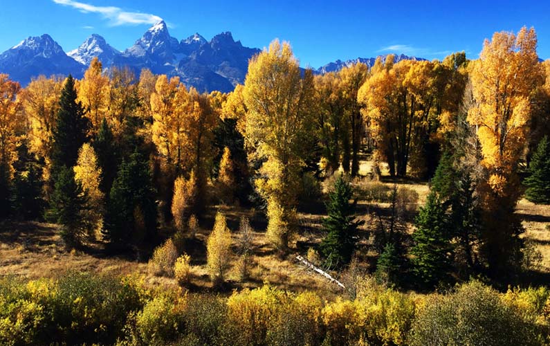 Trees with fall colors in front of the Grand Teton