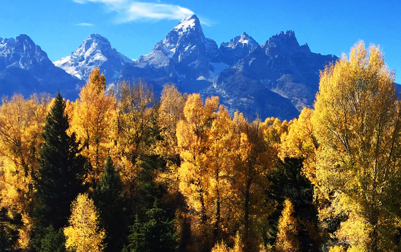 Grand Teton in Fall with trees with yellow leaves