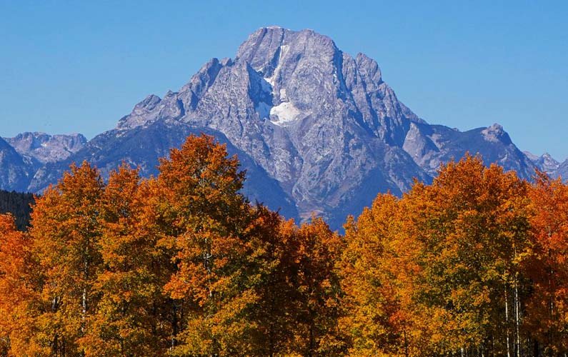 Trees with yellow and orange leaves with Mt Moran in the background -- photo credit j bonney @nps.gov