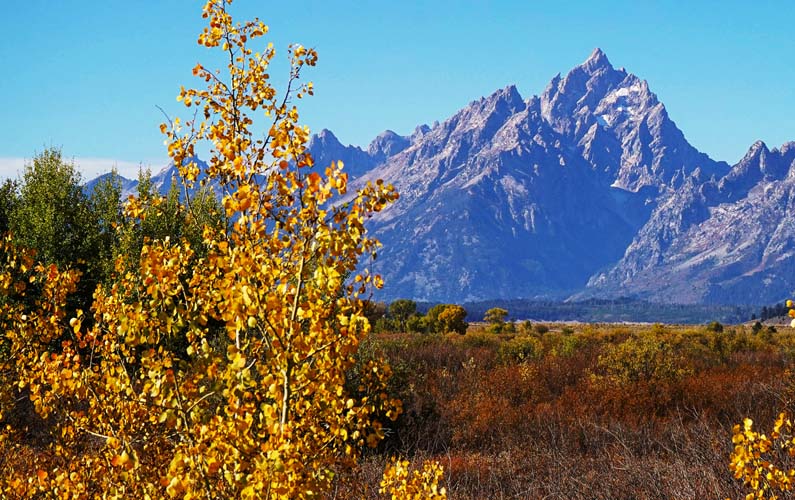Leaves changing in the fall with Grand Teton in the background -- photo credit: j. bonney @nps.gov