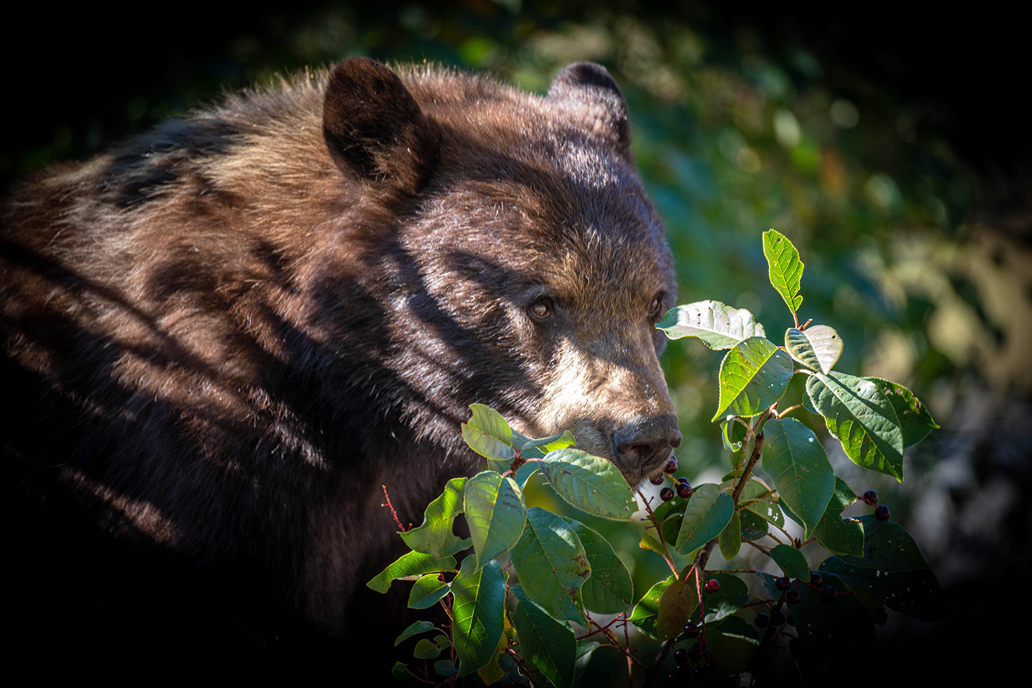 black-bear-eating-berries-in-grand-teton-national-park