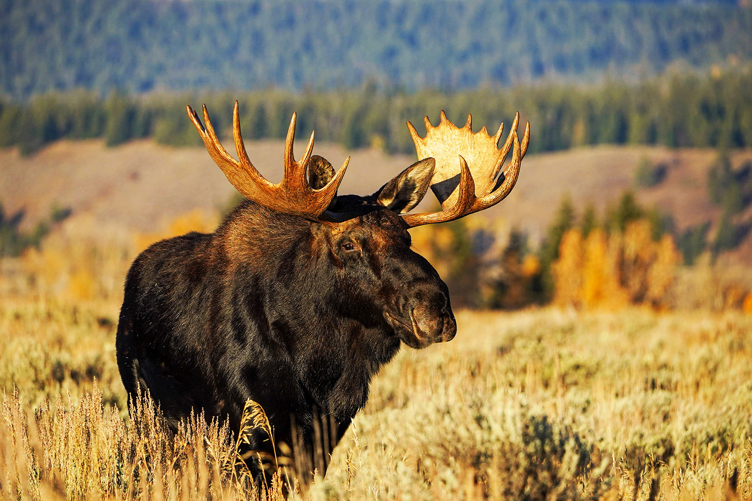bull moose in grand teton in fall - photo credit - j. bonney