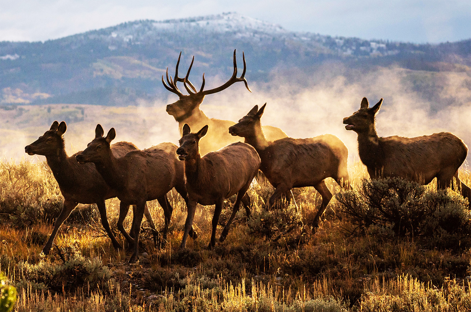 elk-herd-in-grand-teton-photo-credit: nps-adams
