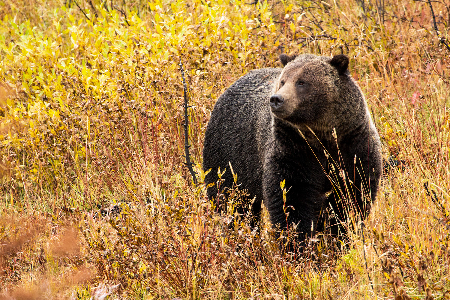 grizzly-bear-in-fall-leaves-grand-teton-national-park-photo-credit-nps-adams