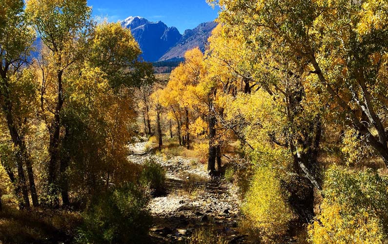 Fall colors along the Gros Ventre in Grand Teton National Park
