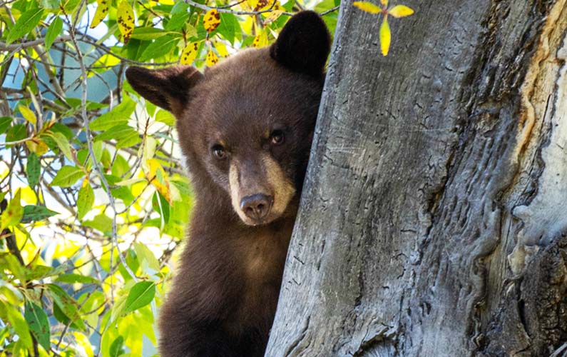 Black bear in tree along the Moose Wilson Road in Grand Teton, eating Hawthorn berries -- photo credit; Adams @ nps.gov