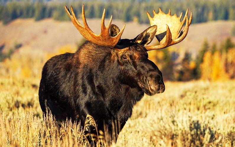 Bull Moose with full grown antlers in Grand Teton-- photo credit: j. bonney @nps.gov