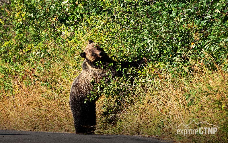 Grizzly Bear eating berries on the Moose Wilson Road in Grand Teton National Park