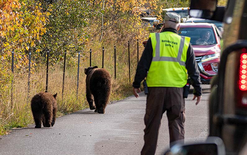 Grand Teton's Wildlife Management Teams on the Moose Wilson Road, protecting the bears and the humans -- photo credit: Adams @ nps.gov