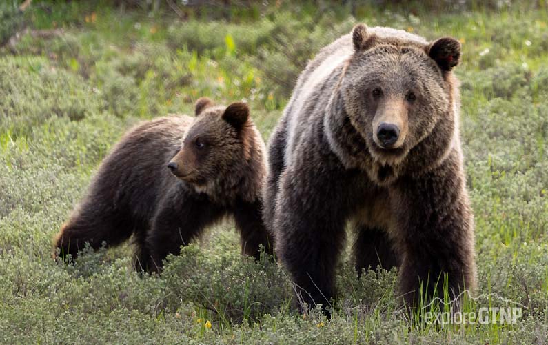 Mama Grizzly Bear and Cub