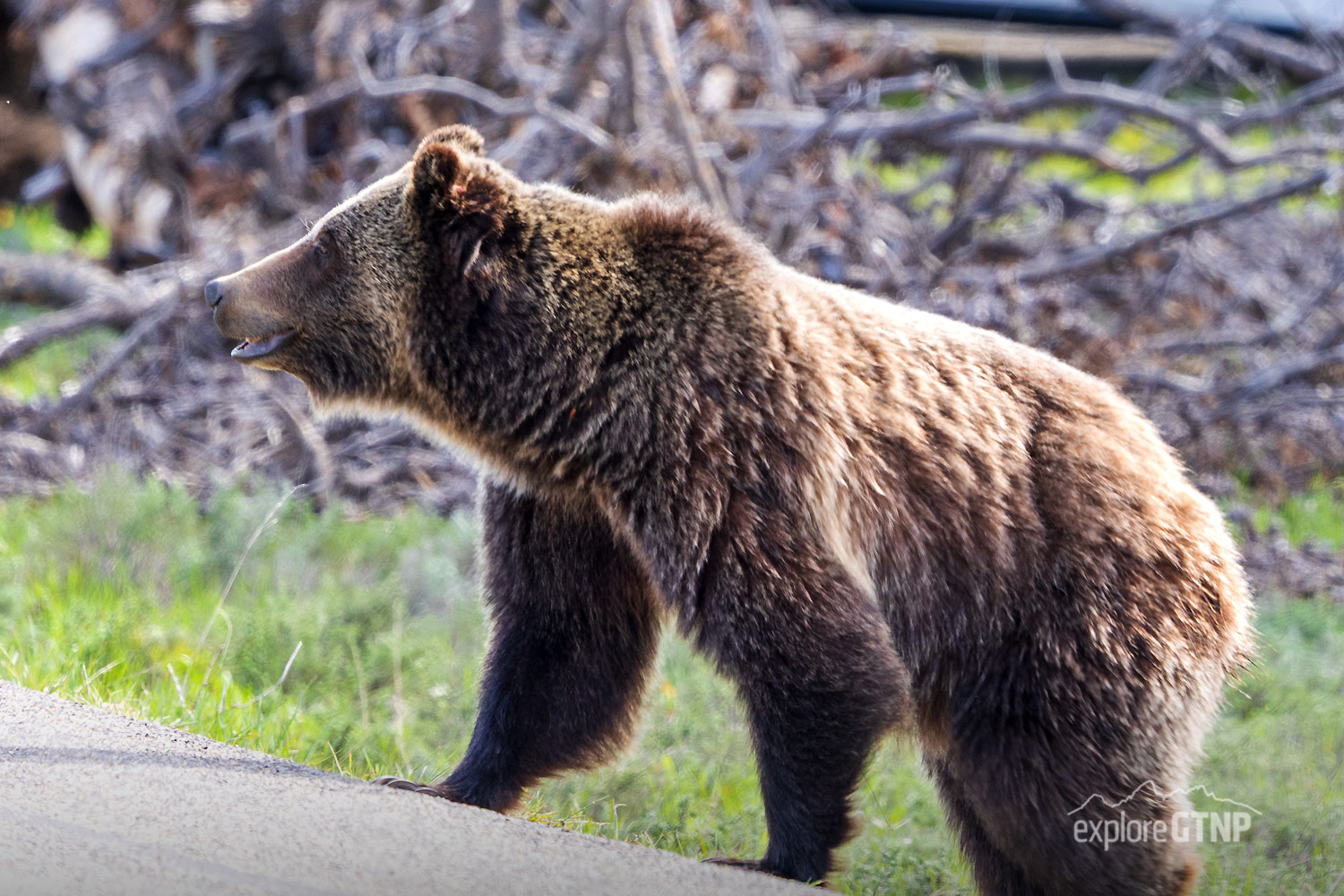 Grizzly Bear #1063 crossing the road
