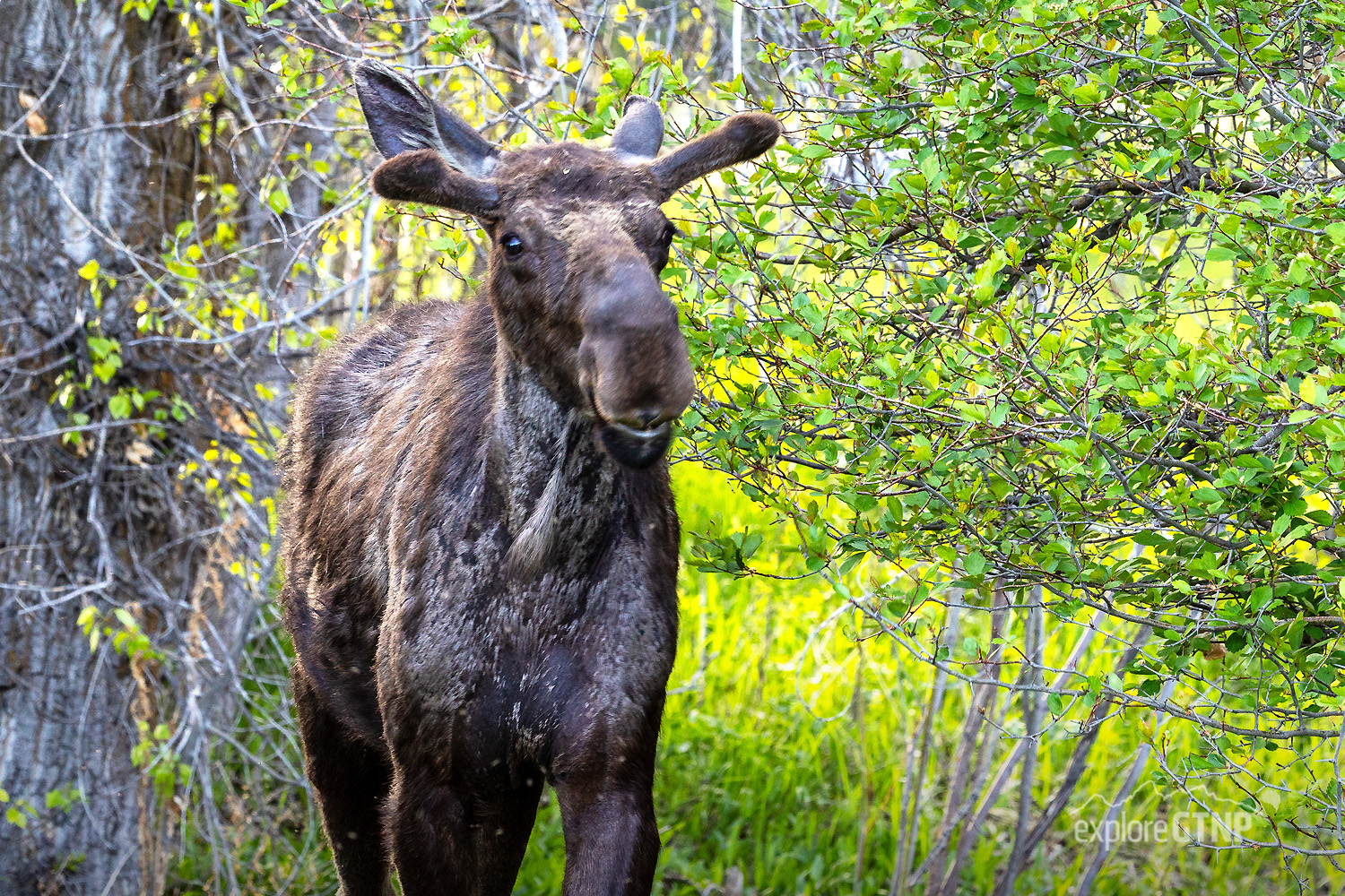 Moose in the greenery in May in Grand Teton National Park